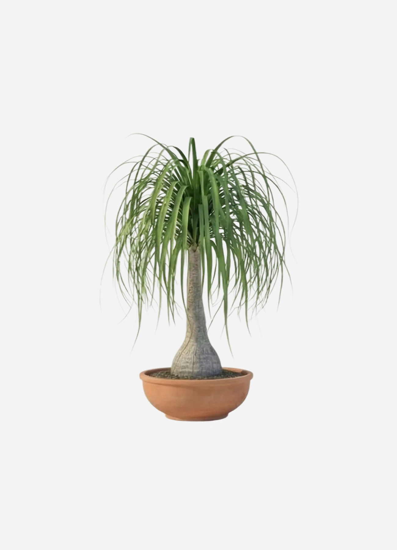 Non-Toxic Plant Result in Rami App